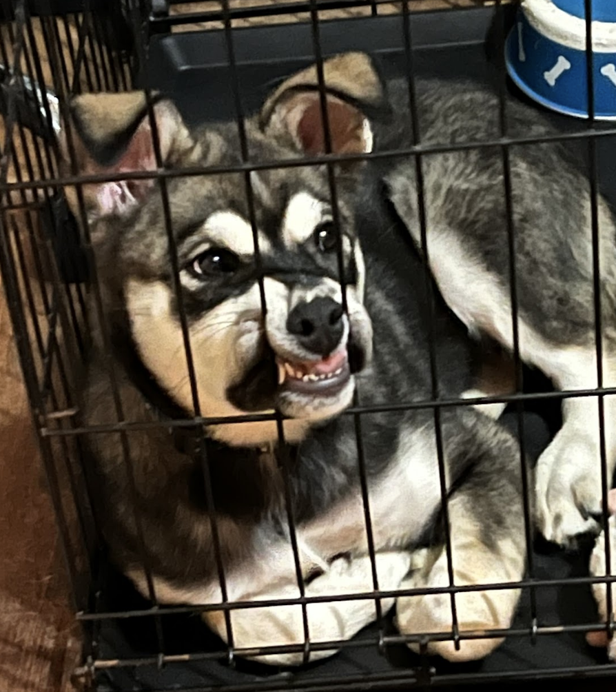 Dog  in a crate with it&#x27;s mouth pressed against the bars, forcing it&#x27;s teeth to show