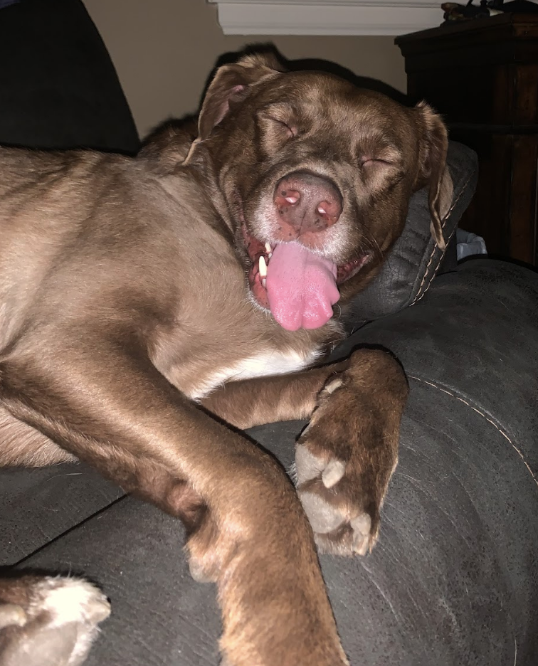 Dog with closed eyes and tongue out, resting on a couch