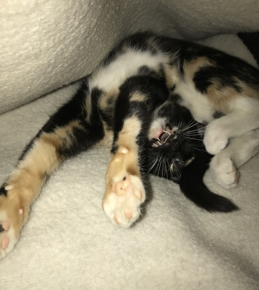 A calico cat playfully stretches and yawns while lying on its back
