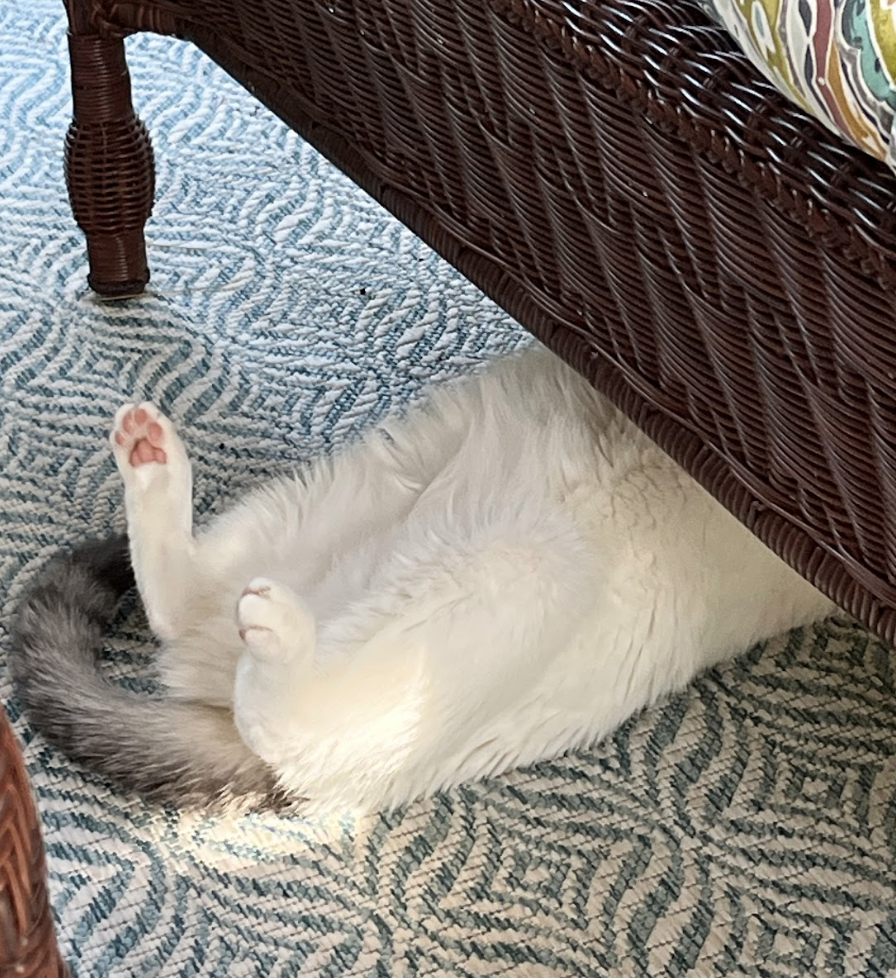 White cat lying on its back under a wicker chair, legs up are the only thing showing