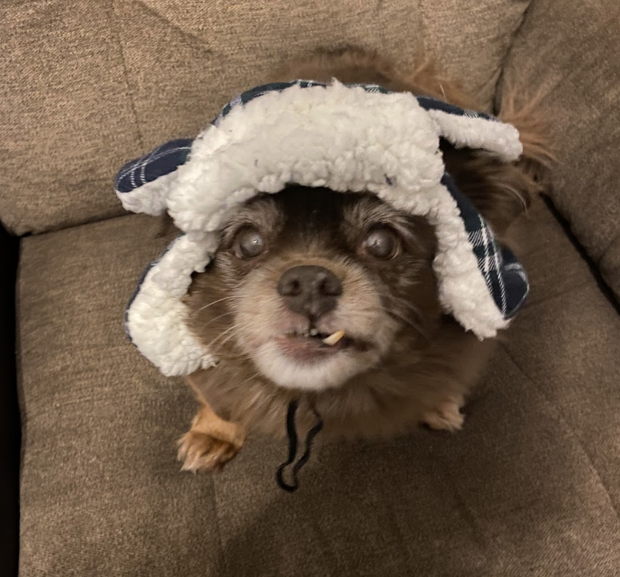 Small dog wearing a cozy hat with ear flaps, with one tooth showing