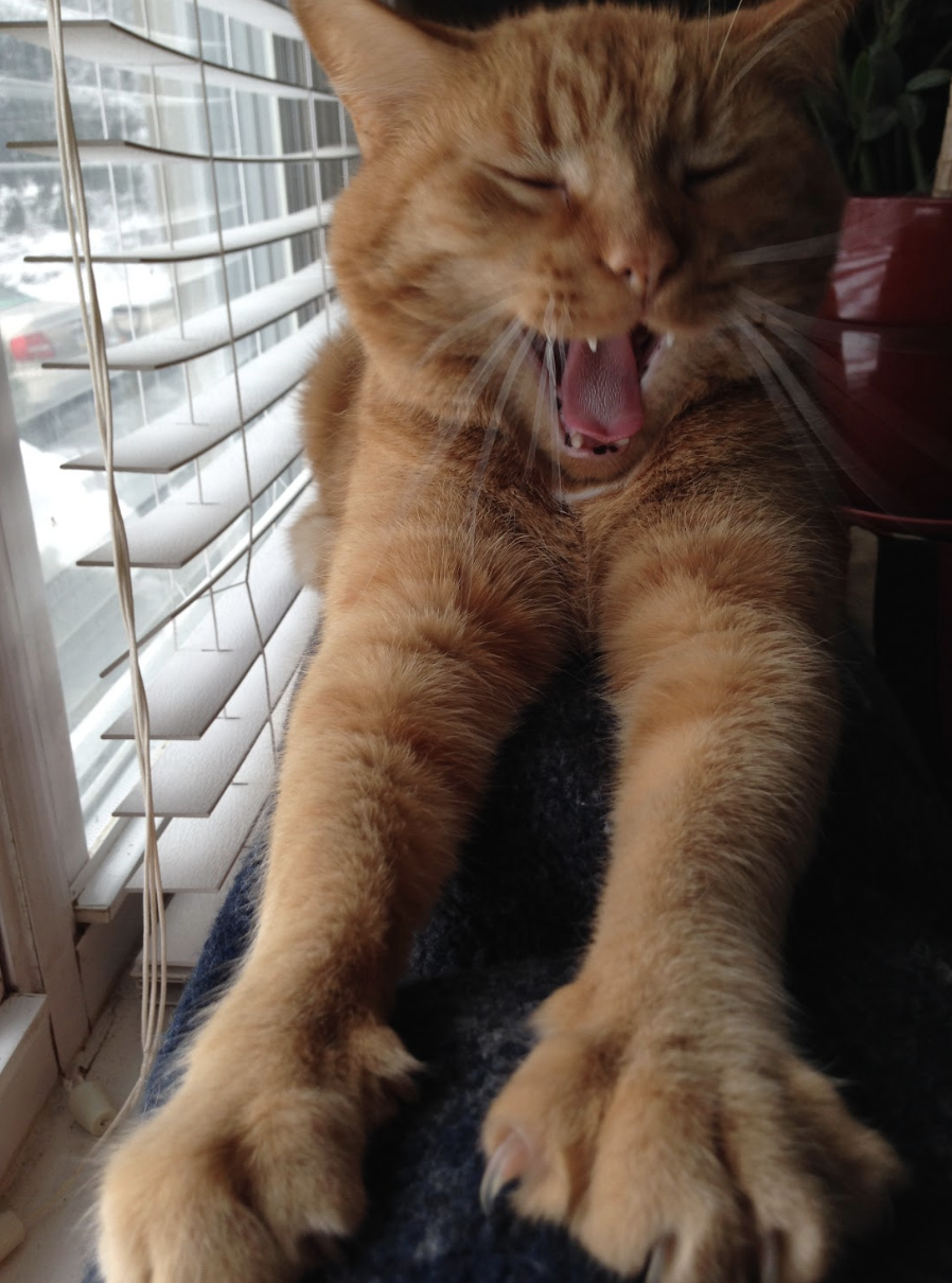Orange cat yawning while stretching on a window ledge