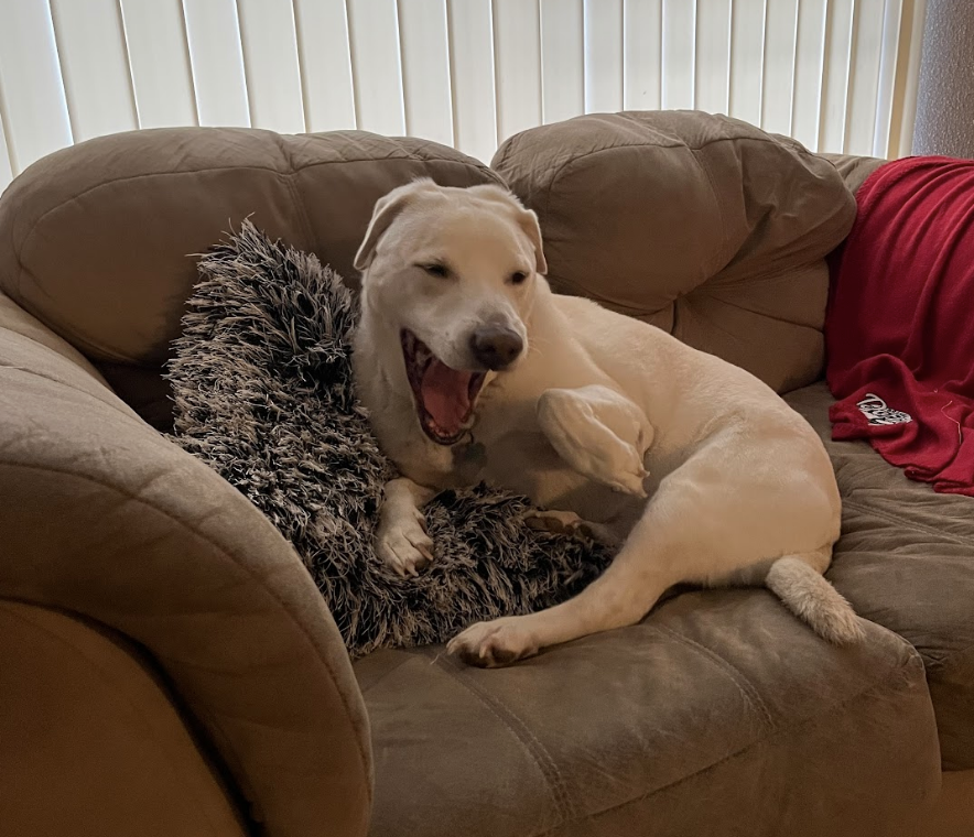 A joyful dog lounging on a sofa with a fluffy pillow