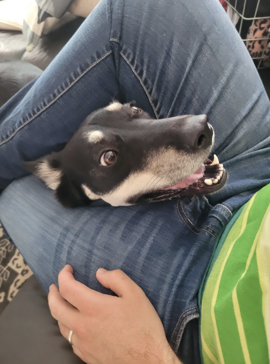 Dog putting its head between a person&#x27;s legs
