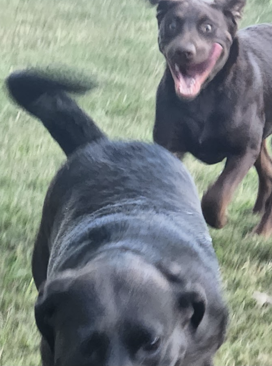 dog chasing another with its tongue out and eyes wide