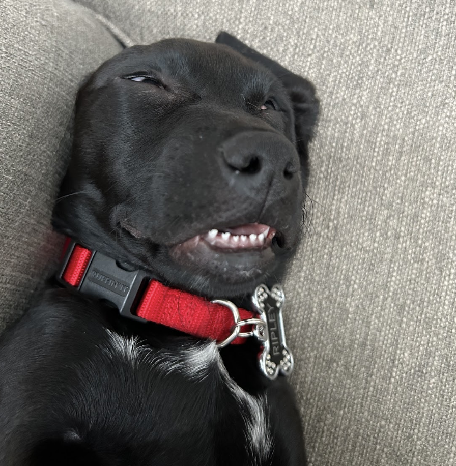 dog sleeps with its head against a couch, mouth and eyes slightly open