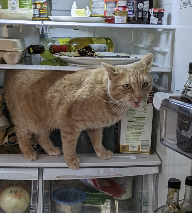 A cat standing inside an open refrigerator