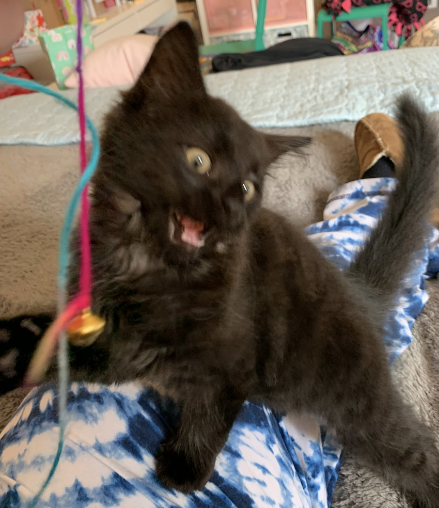 A playful black kitten with wide eyes playing with a string on someone&#x27;s lap with its eyes wide