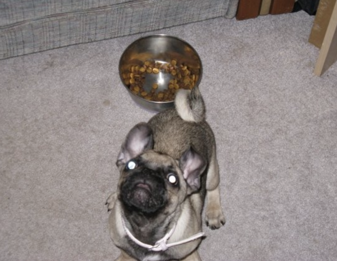 Pug with a bow tie looking up near a bowl of dog food on the floor with its eyes glowing with the flash