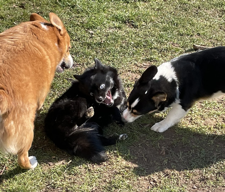Three dogs playing on grass, one lying on its side with its hind leg up and eyes wide