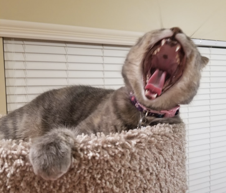 Cat on a perch, mouth wide open as if yawning or meowing