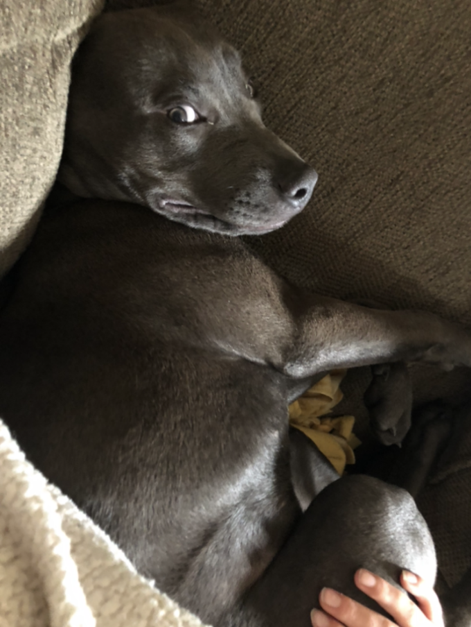 Gray dog lying down comfortably, giving a side eye towards the camera