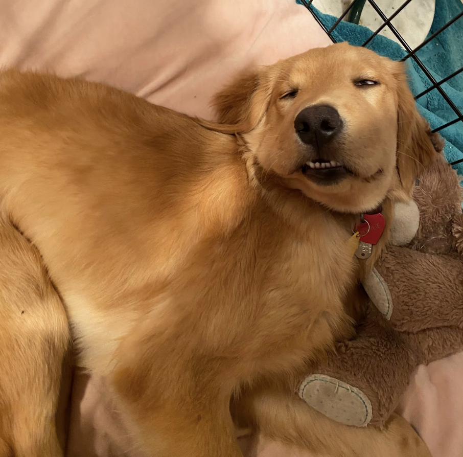 Golden retriever dog lying on its side, eyes slightly closed