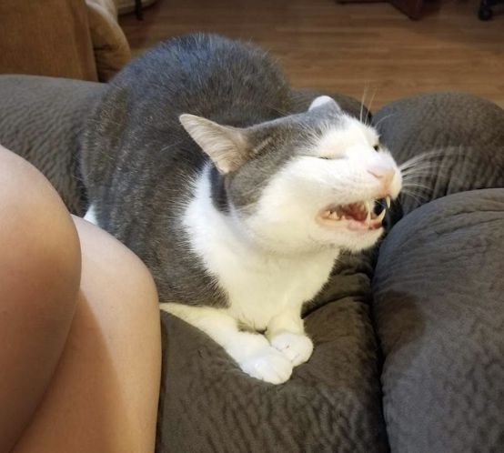 Cat with mouth open in a hiss