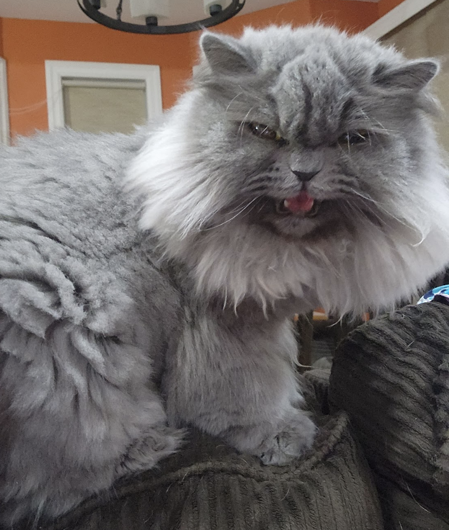 A grey Persian cat with a lion haircut with its tongue out looking mad