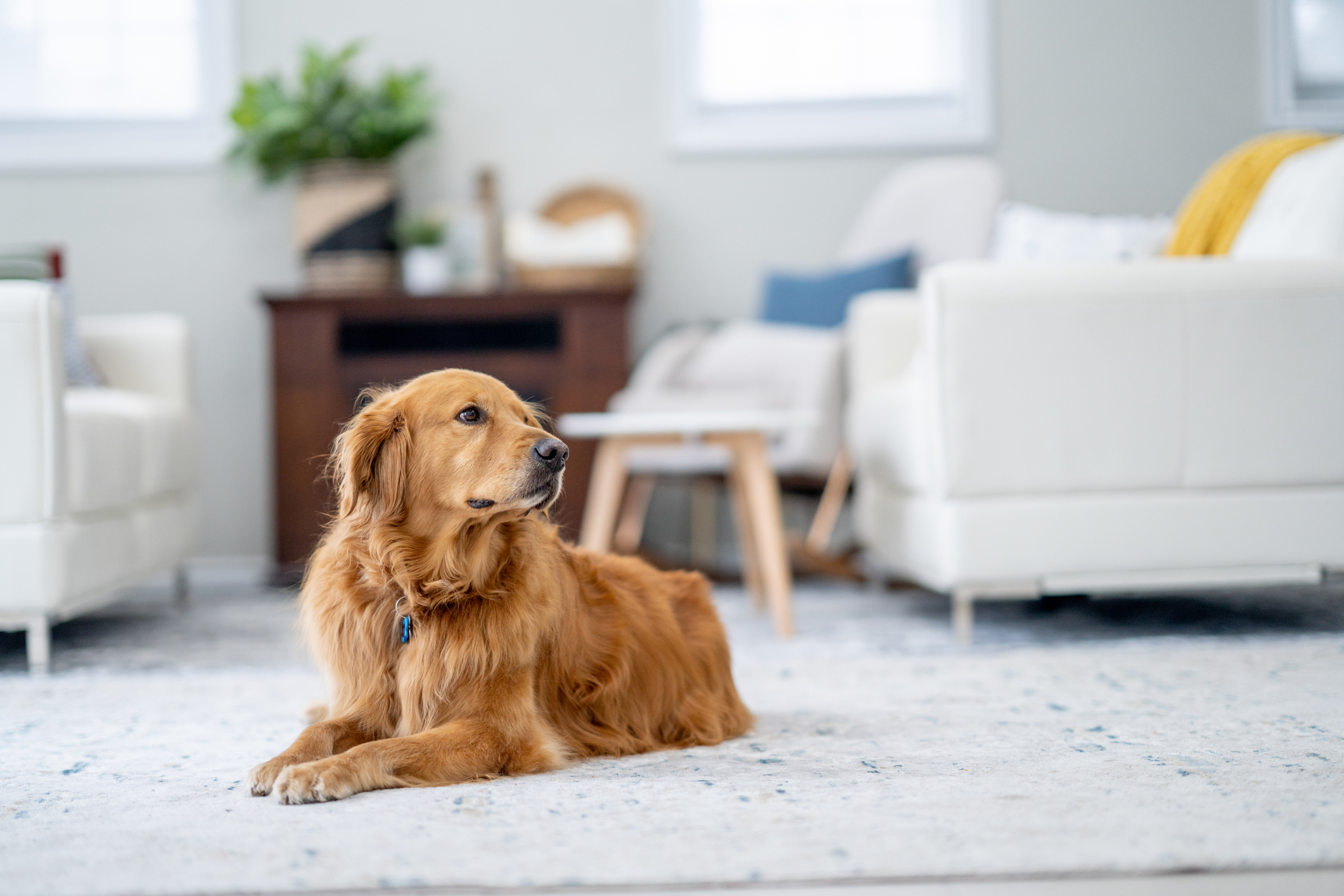 Golden Retriever lying on a rug in a cozy living room setting
