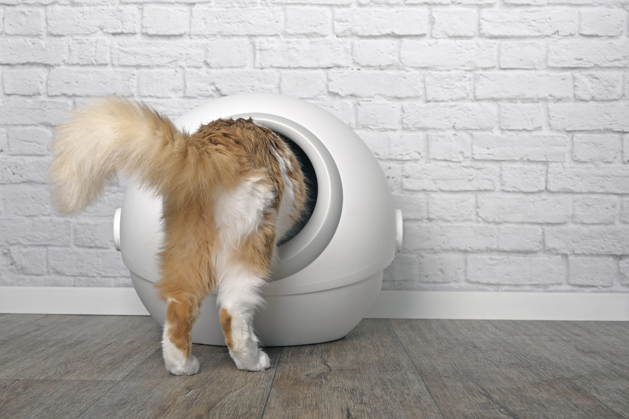 Cat entering a spherical white litter box against a brick wall background