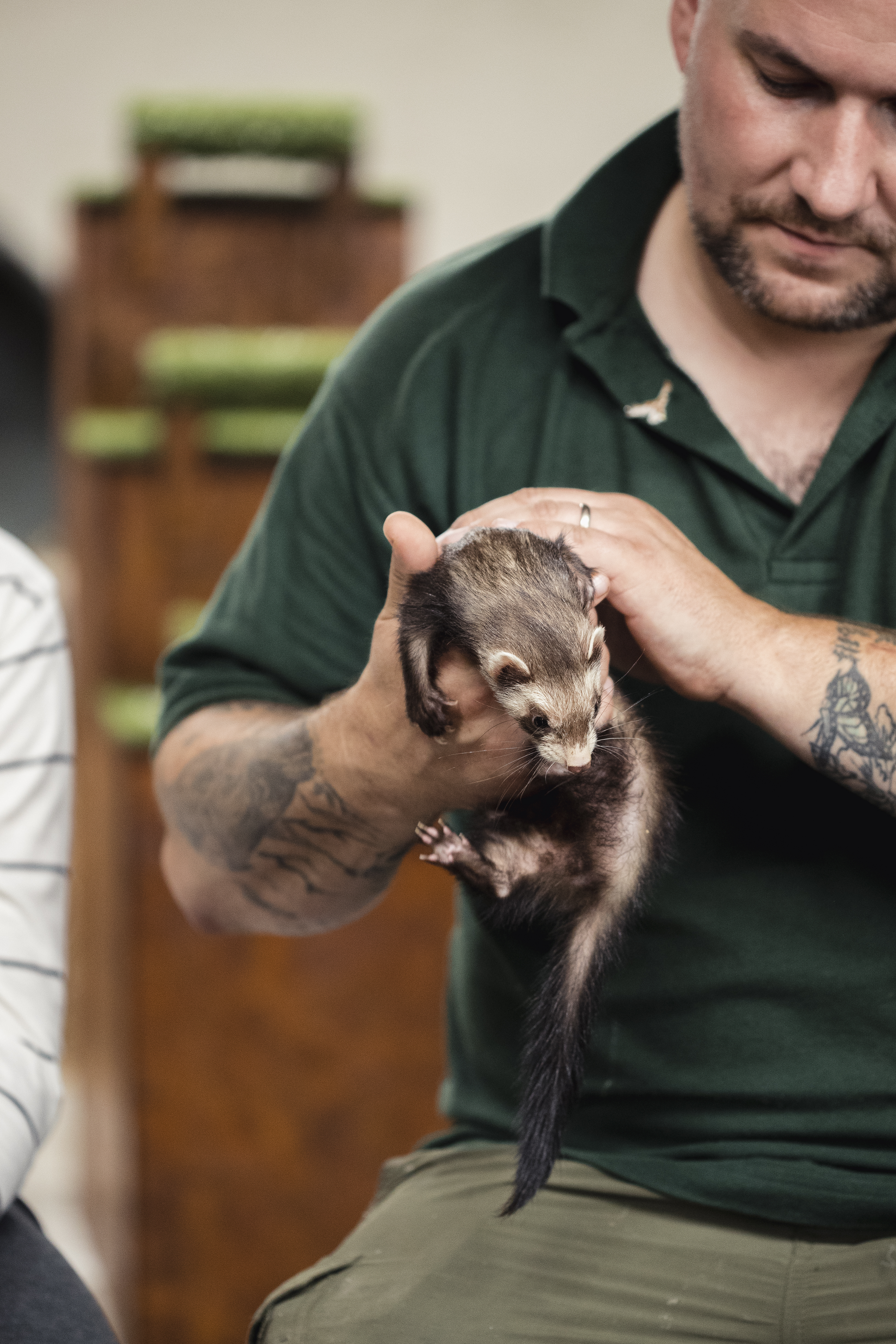 Person holding a ferret, both are indoors, with perches in the background