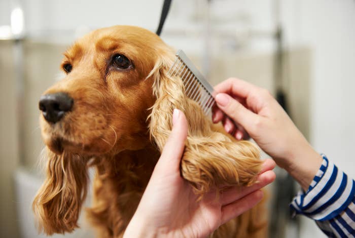 Person grooming a golden cocker spaniel with a comb