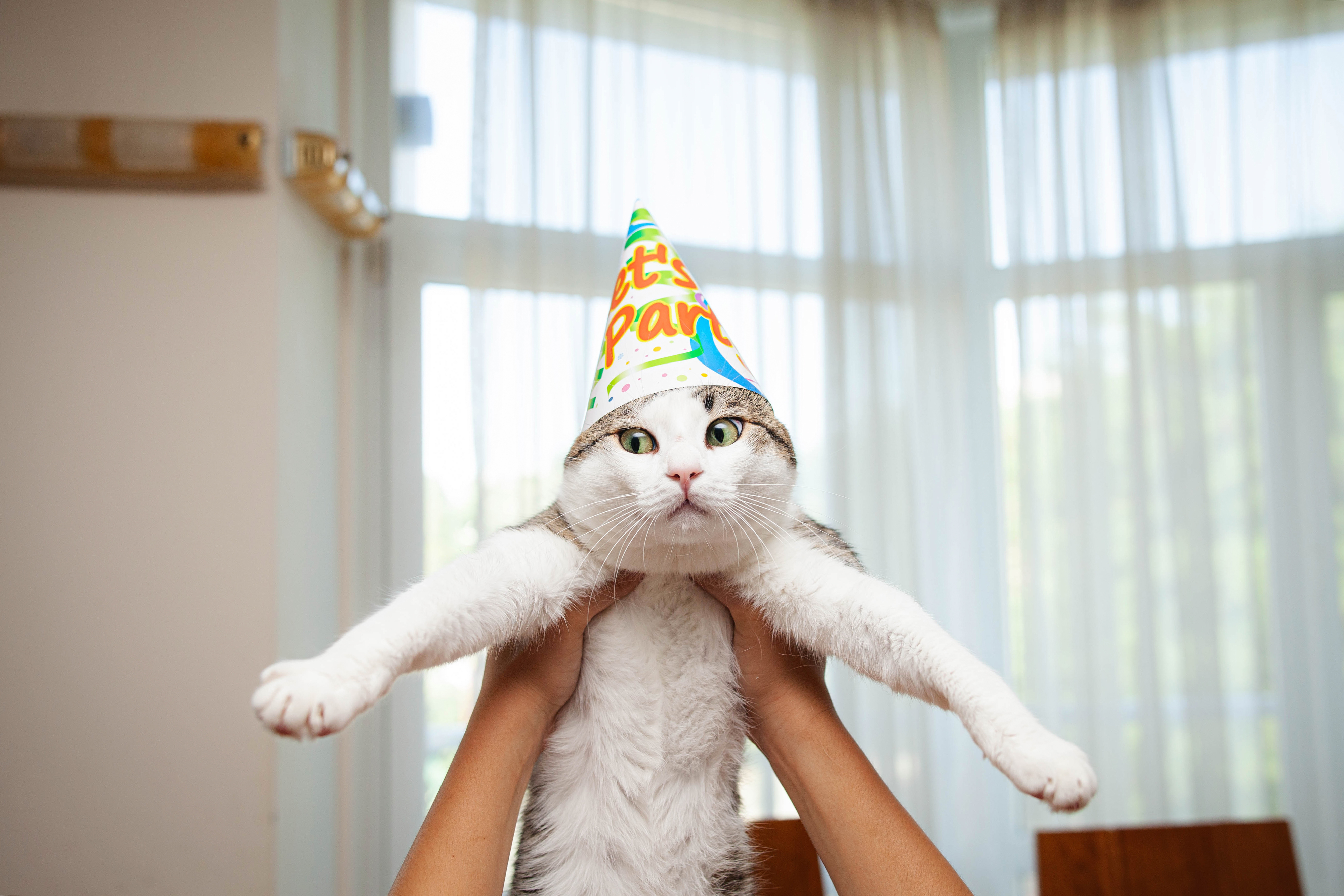 A cat wearing a birthday hat is held up in front of a window, looking directly at the camera