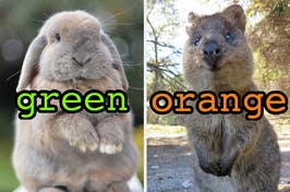 On the left, a floppy eared bunny labeled green, and on the right, a quokka labeled orange
