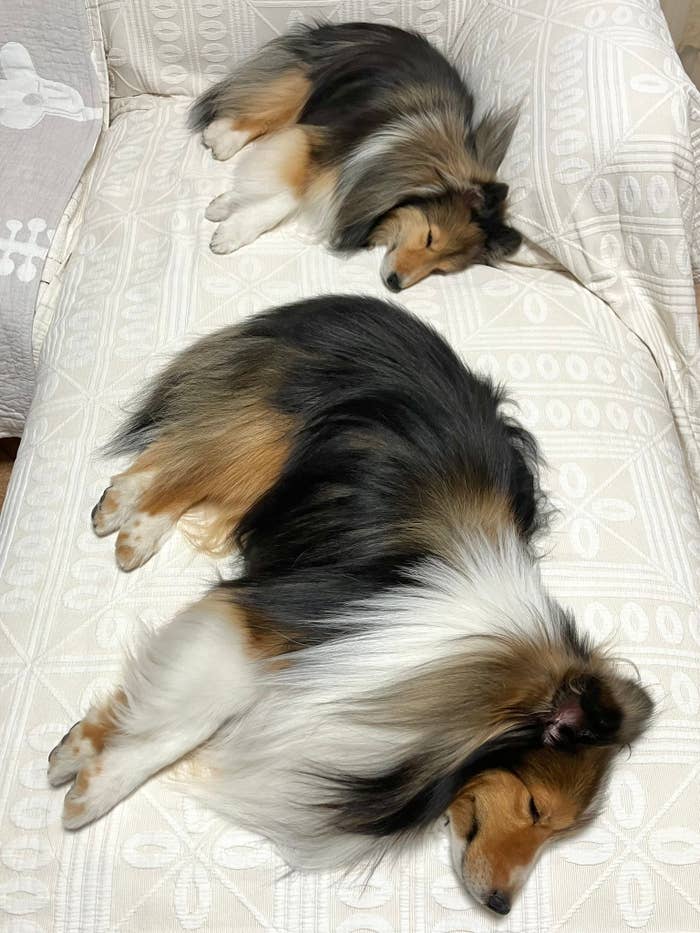 2匹のシェルティーが横になって眠っています。