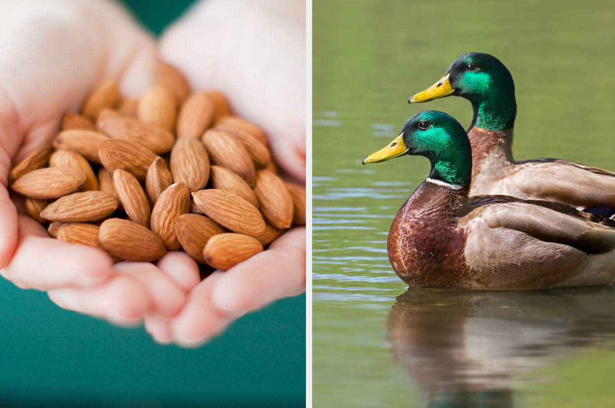 Two images side-by-side; on the left, a person's cupped hands holding almonds; on the right, two ducks swimming in water