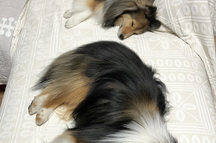 2匹のシェルティーが横になって眠っています。