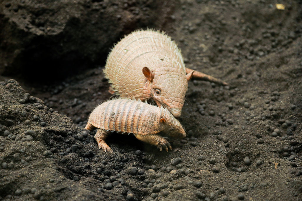 An armadillo with its baby, both walking on soil