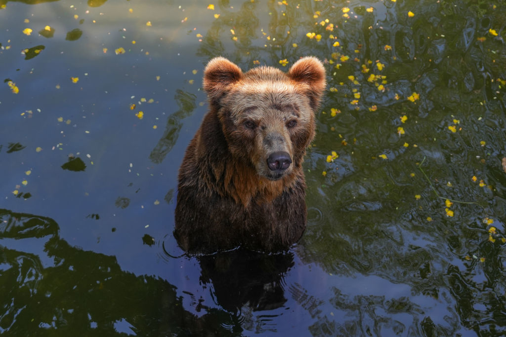A bear standing in water surrounded by floating leaves