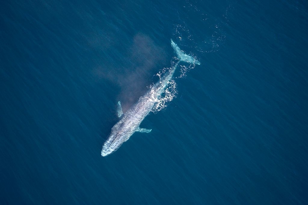 Aerial view of a whale swimming in the ocean, with water ripples around it
