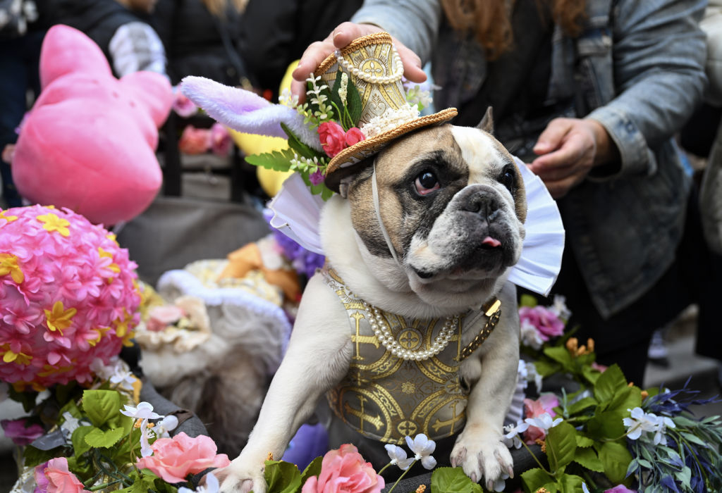 A dog dressed in a costume with floral decorations and a hat at an event