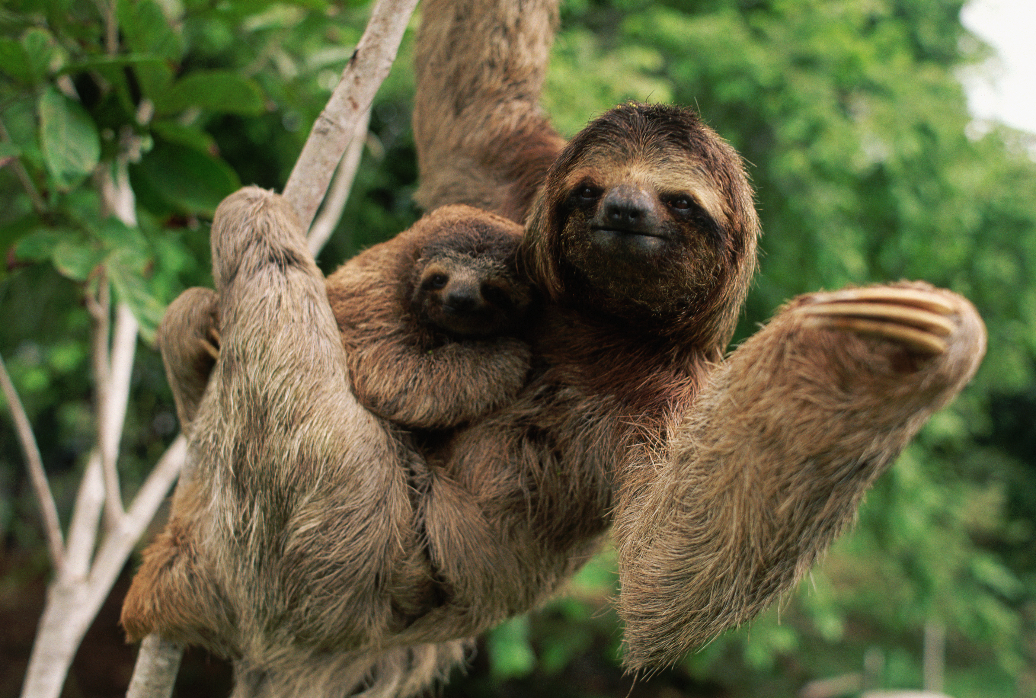 A sloth hanging from a branch with its baby clinging to its chest