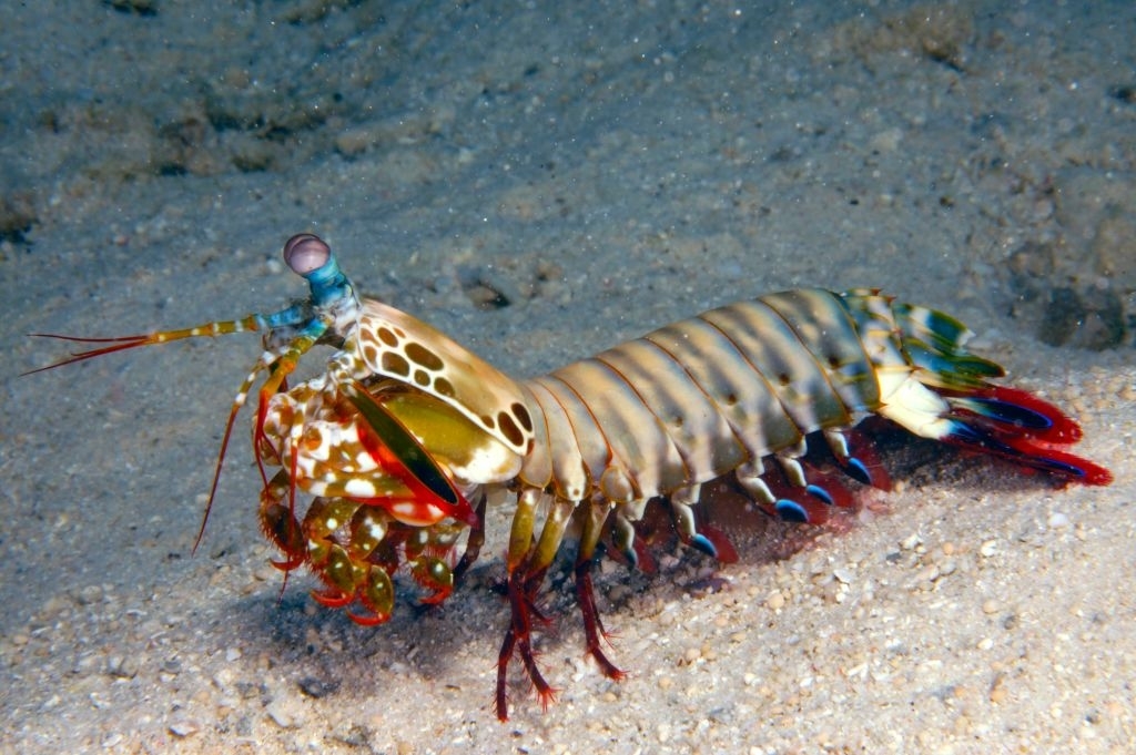 Mantis shrimp on the ocean floor with its prominent eyes and patterned exoskeleton
