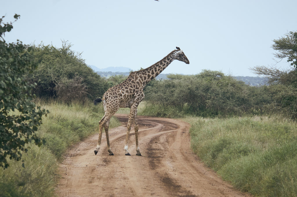 Giraffe standing alone in the center of a dirt road with bushes and trees in the background