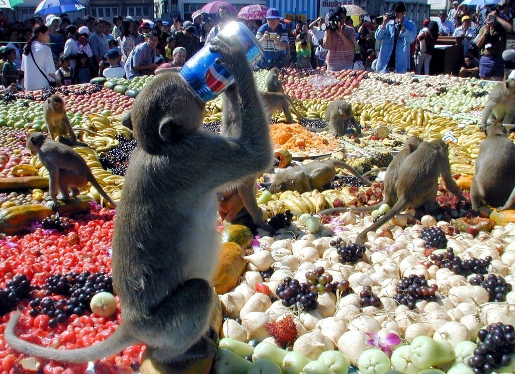 Monkey standing at a buffet of assorted fruits, drinking from a soda can, surrounded by other monkeys