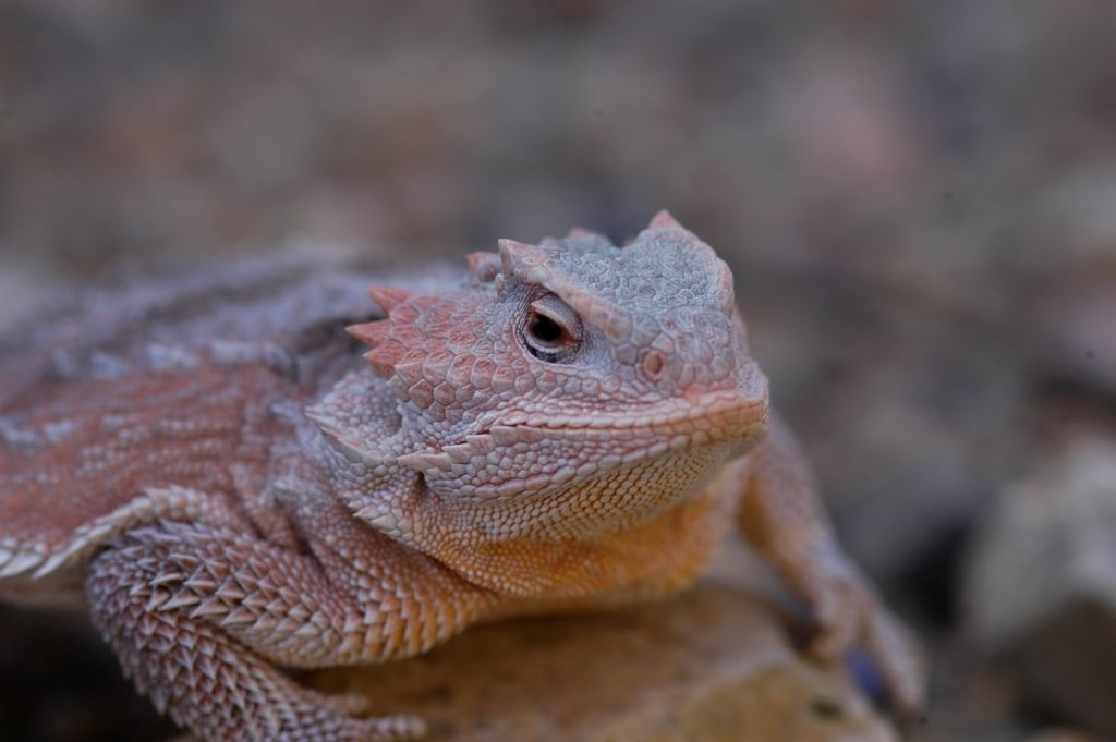 Bearded dragon lizard sitting on a rock