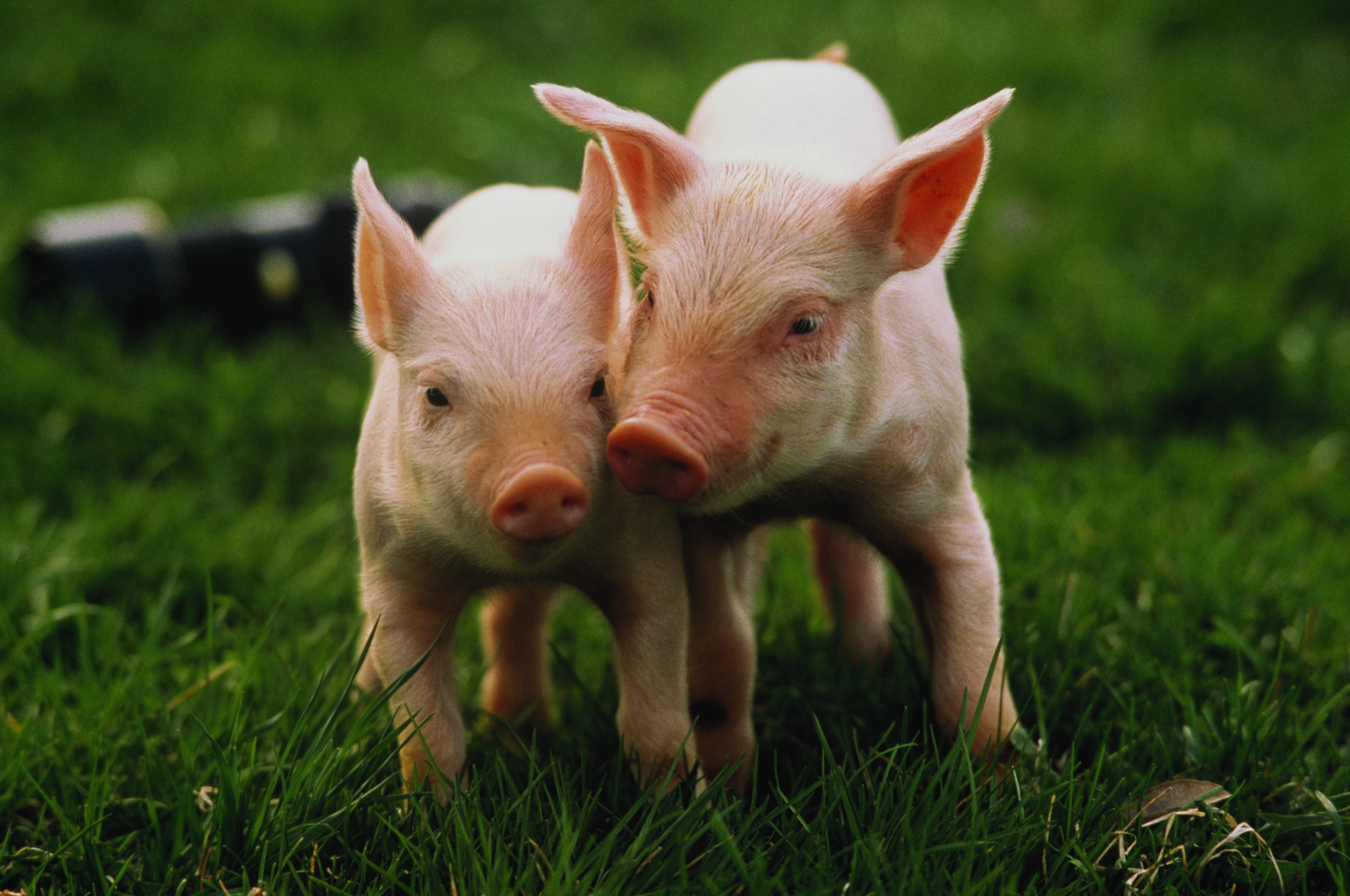 Two piglets standing on grass with a camera in the background