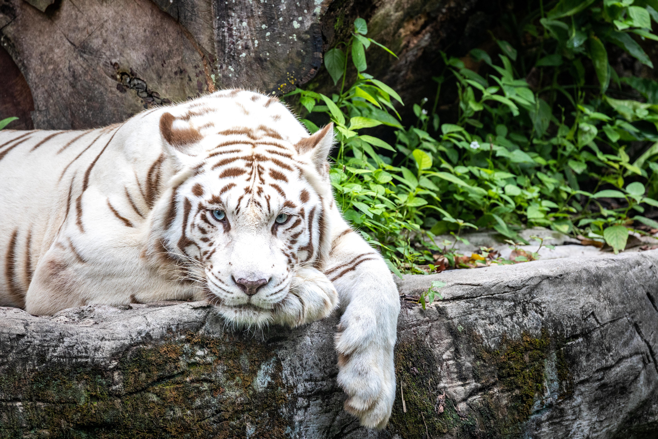 White tiger resting on a rock with green foliage in the background