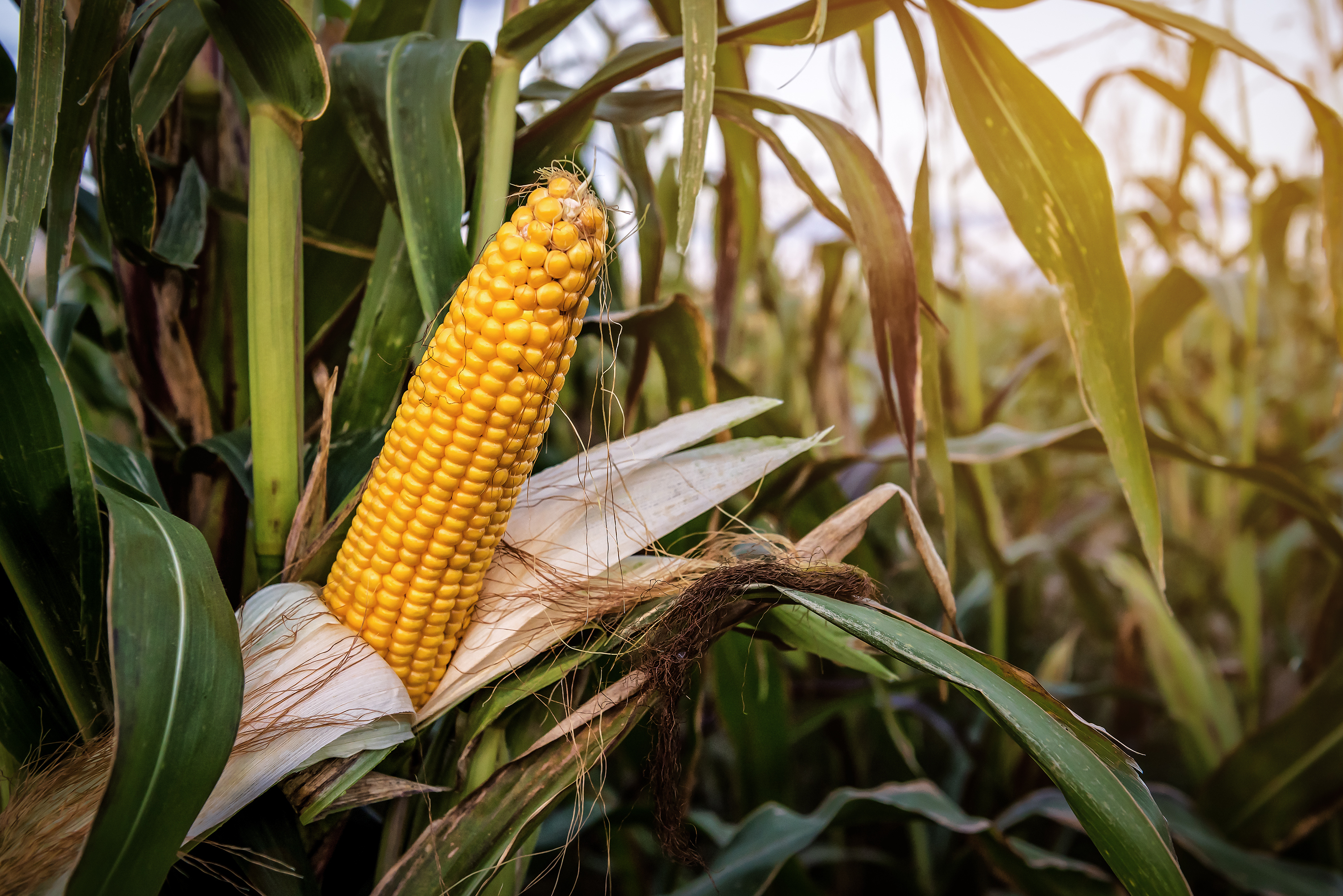 Ear of corn on the stalk ready for harvest