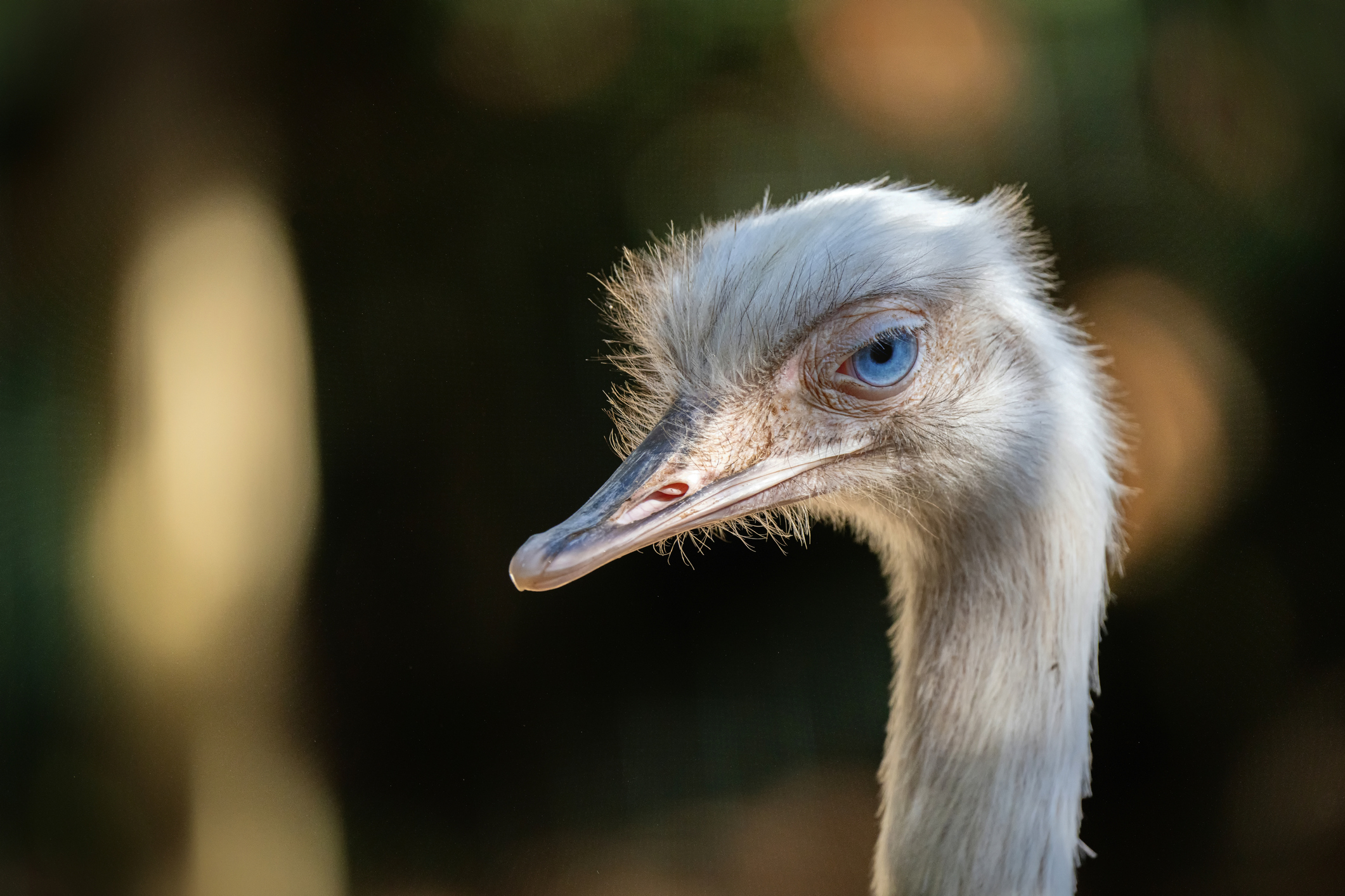 Close-up of an ostrich&#x27;s head with a focused gaze