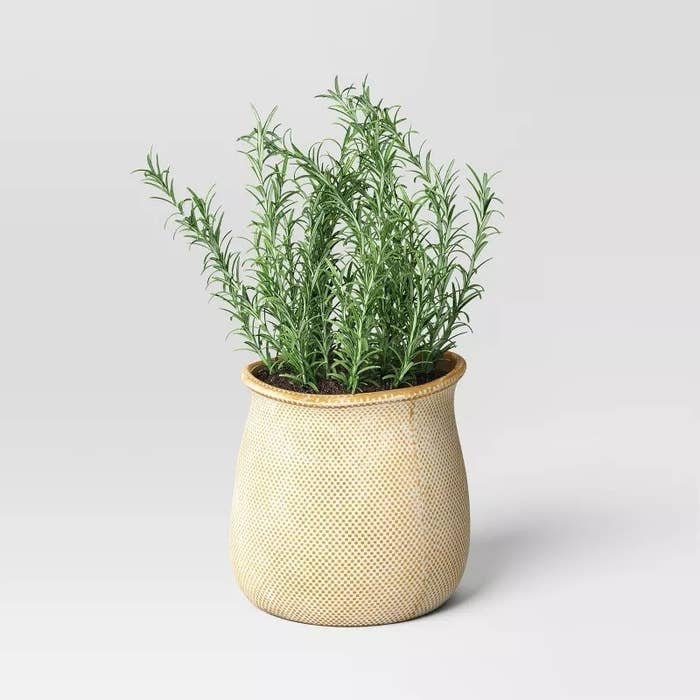 Rosemary plant in a woven-texture pot on a plain background, ideal for home gardens