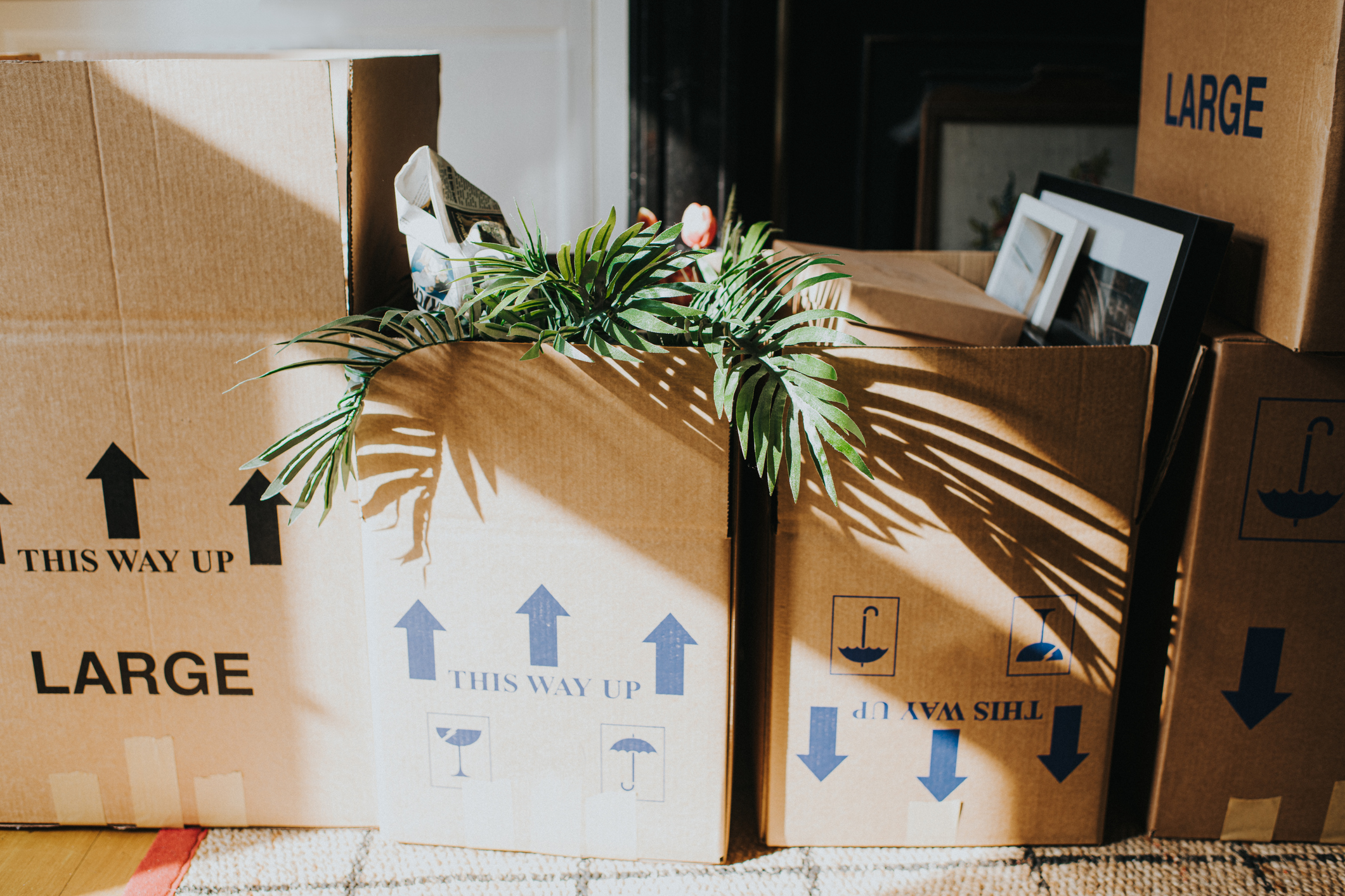 Cardboard moving boxes in sunlight with a green plant on top