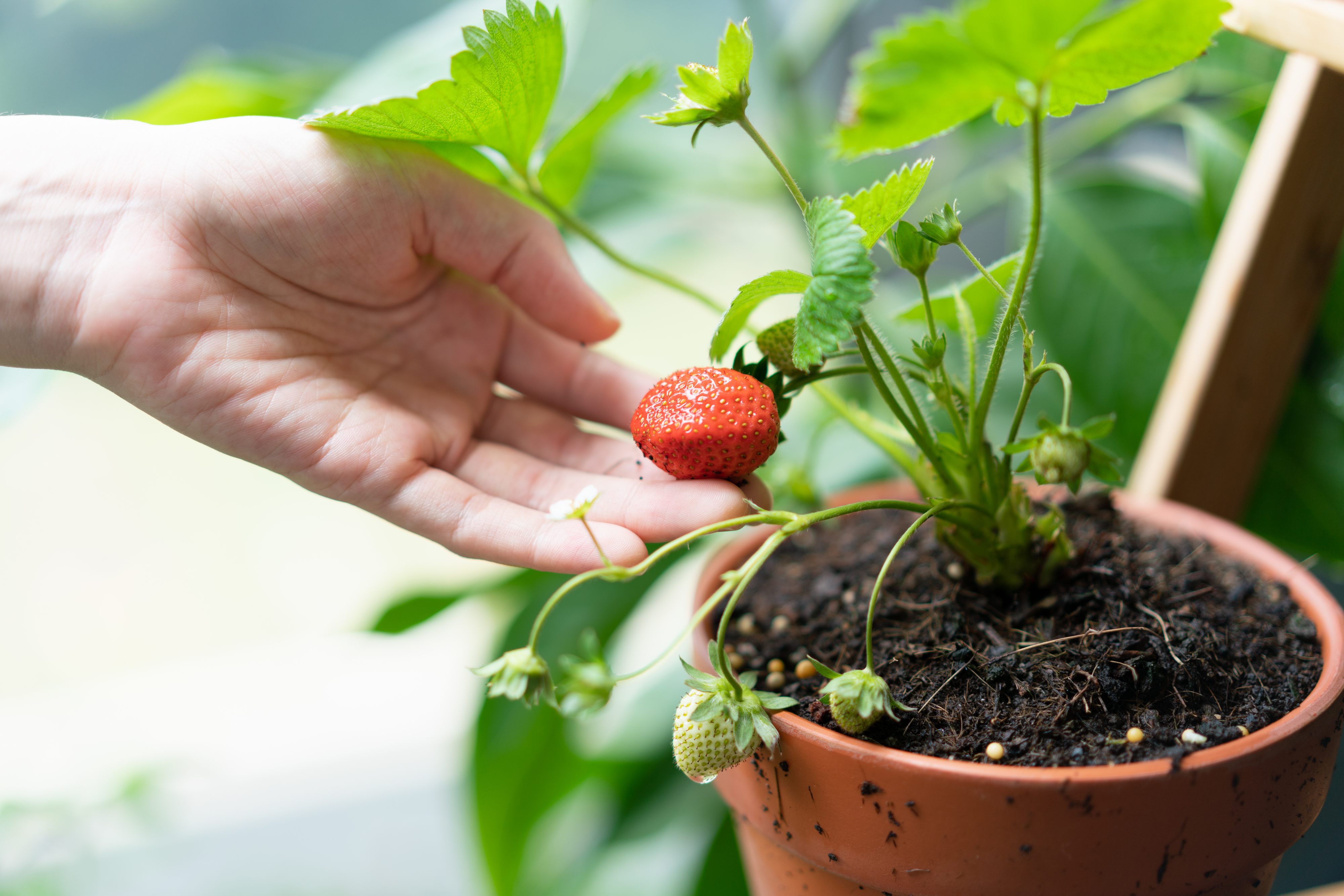 hand holding a strawberry growing on a potted plant