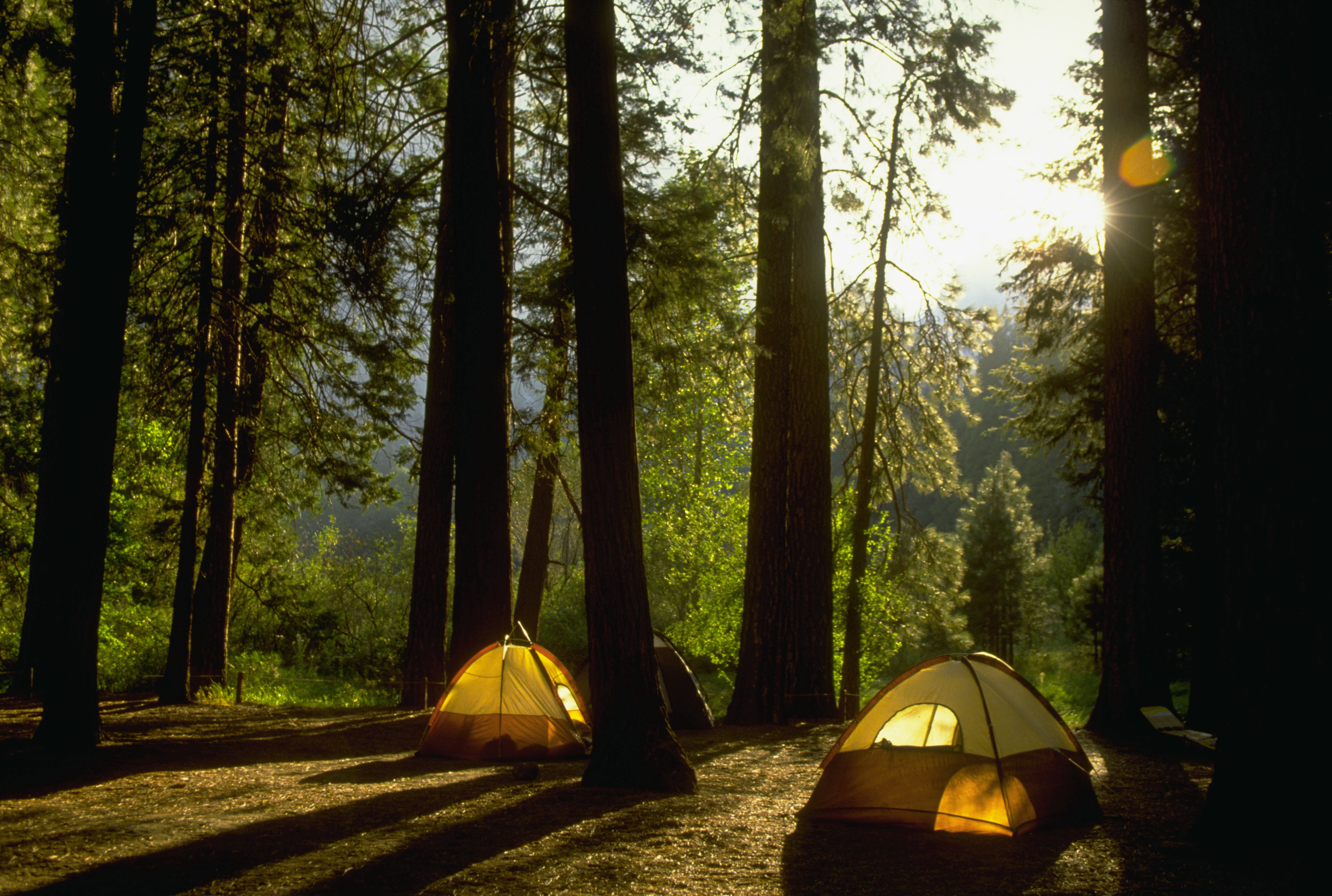 Two tents set up among tall trees with sunlight filtering through