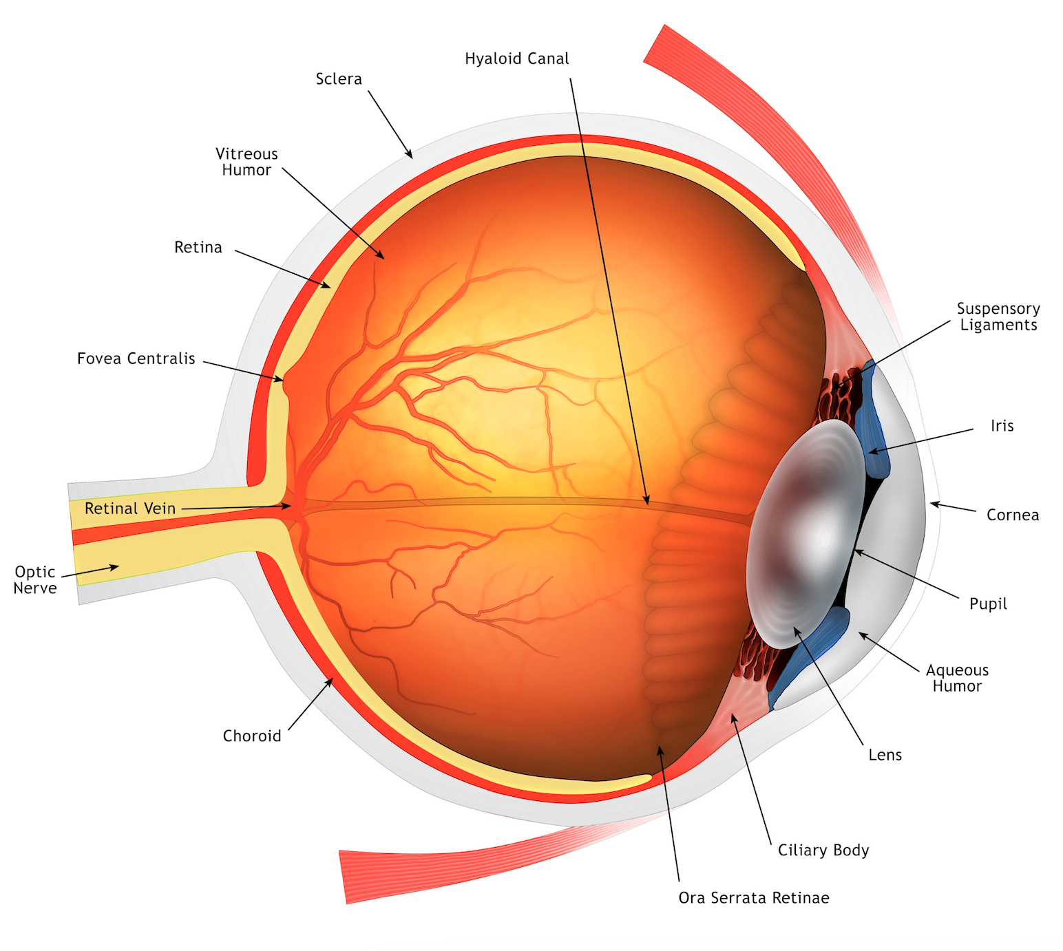 Illustration of a human eye anatomy, labeling parts like the retina, cornea, and optic nerve