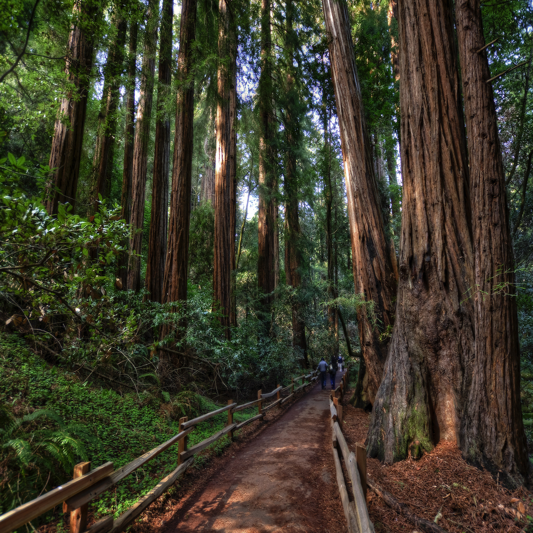 Pathway through towering redwood forest with fence and person walking