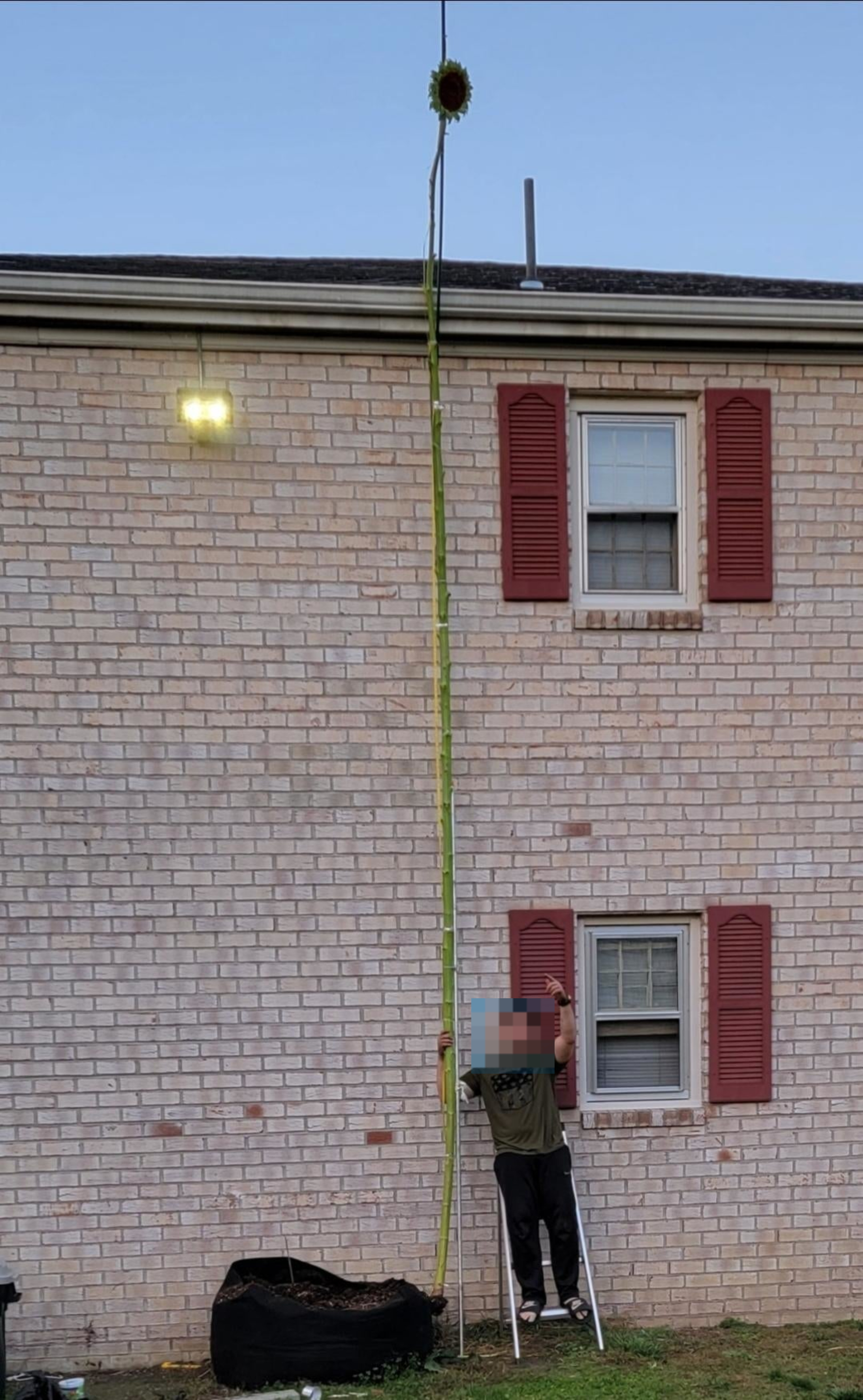 Person standing next to a tall sunflower that reaches above a two-story house&#x27;s roofline