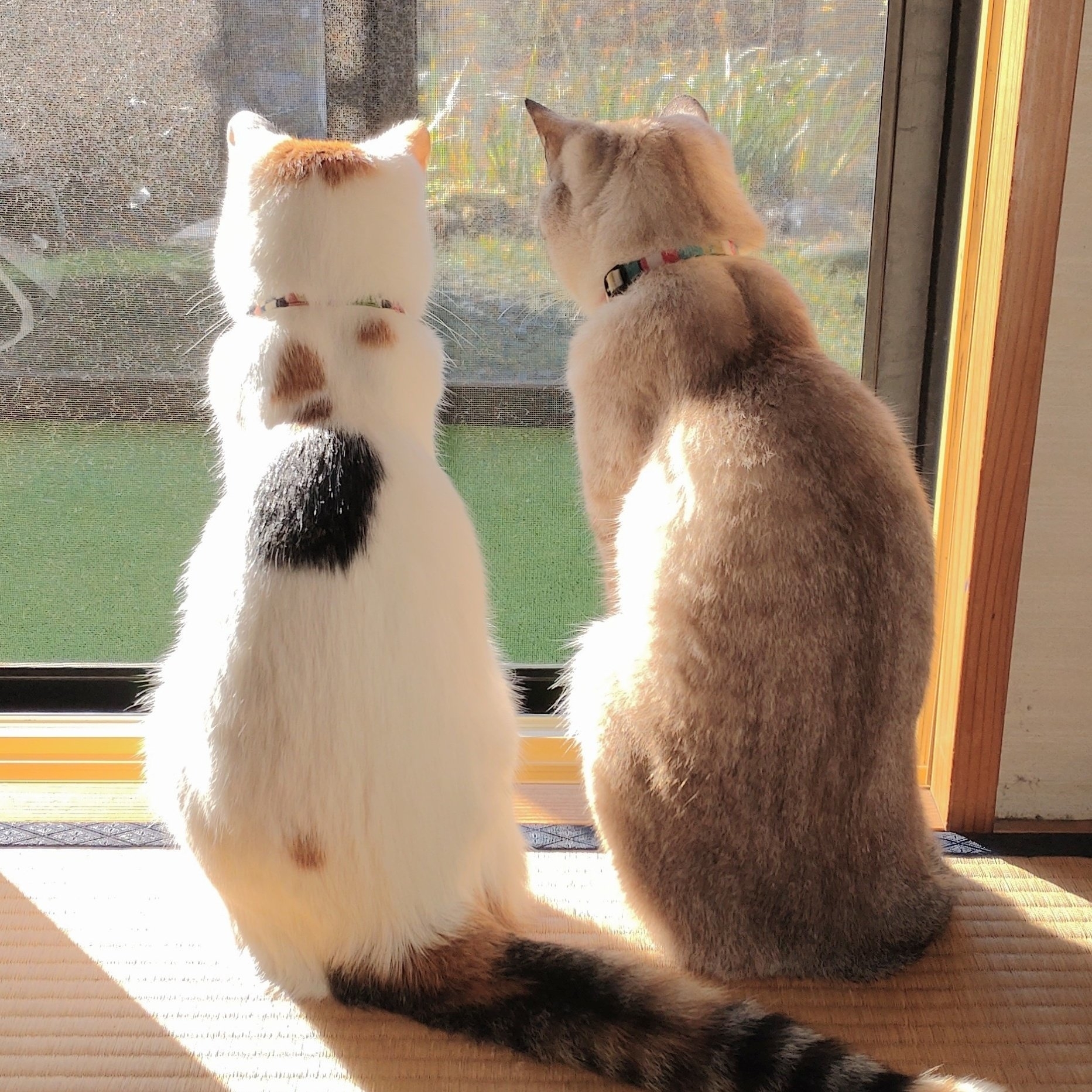 窓際で外を見つめる2匹の猫。
