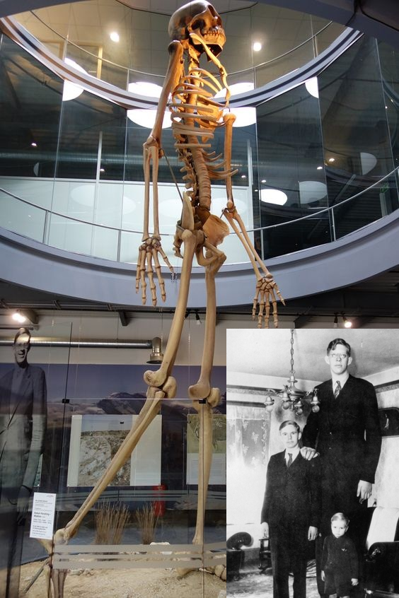 Tall skeleton exhibit above a photo of a tall man with two others